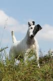 FOX TERRIER POIL LISSE 181